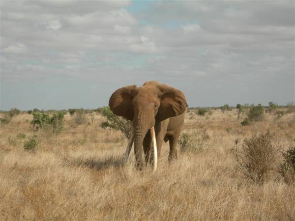 Safari Tsavo East!