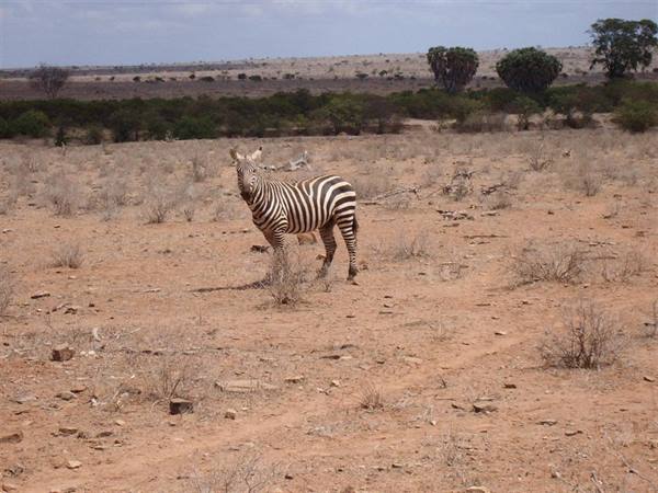 Safari Tsavo East