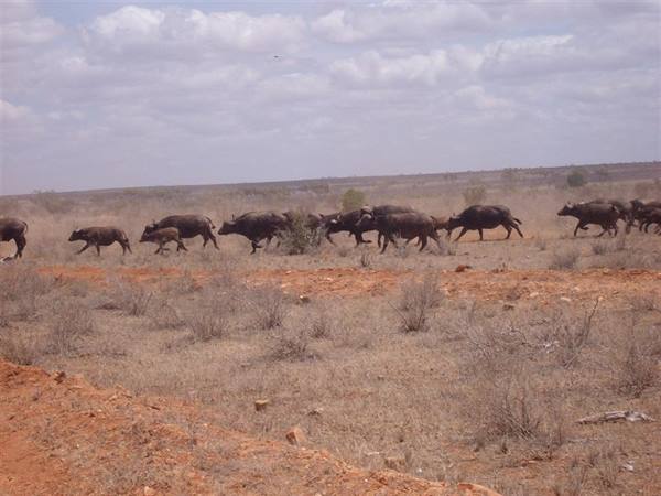 Safari buffaloes running