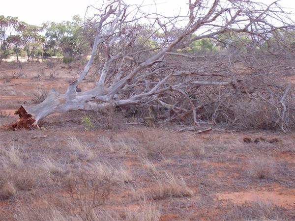 Kenya safari Tsavo East