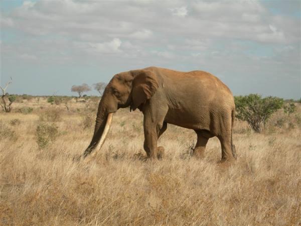 Kenya Safari Tsavo East