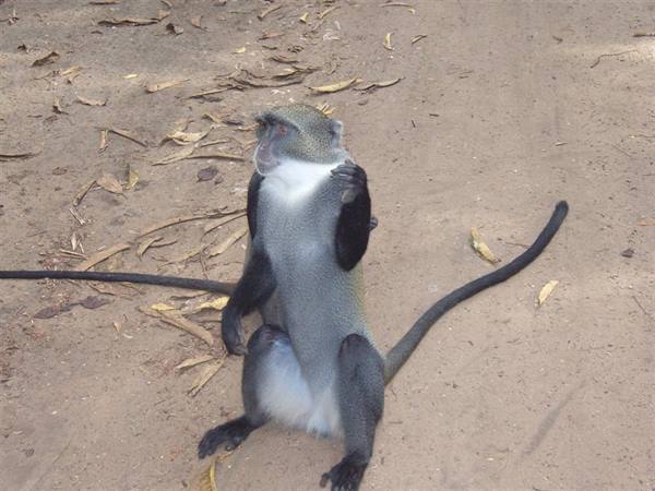 Ruins of Gede vervet monkey