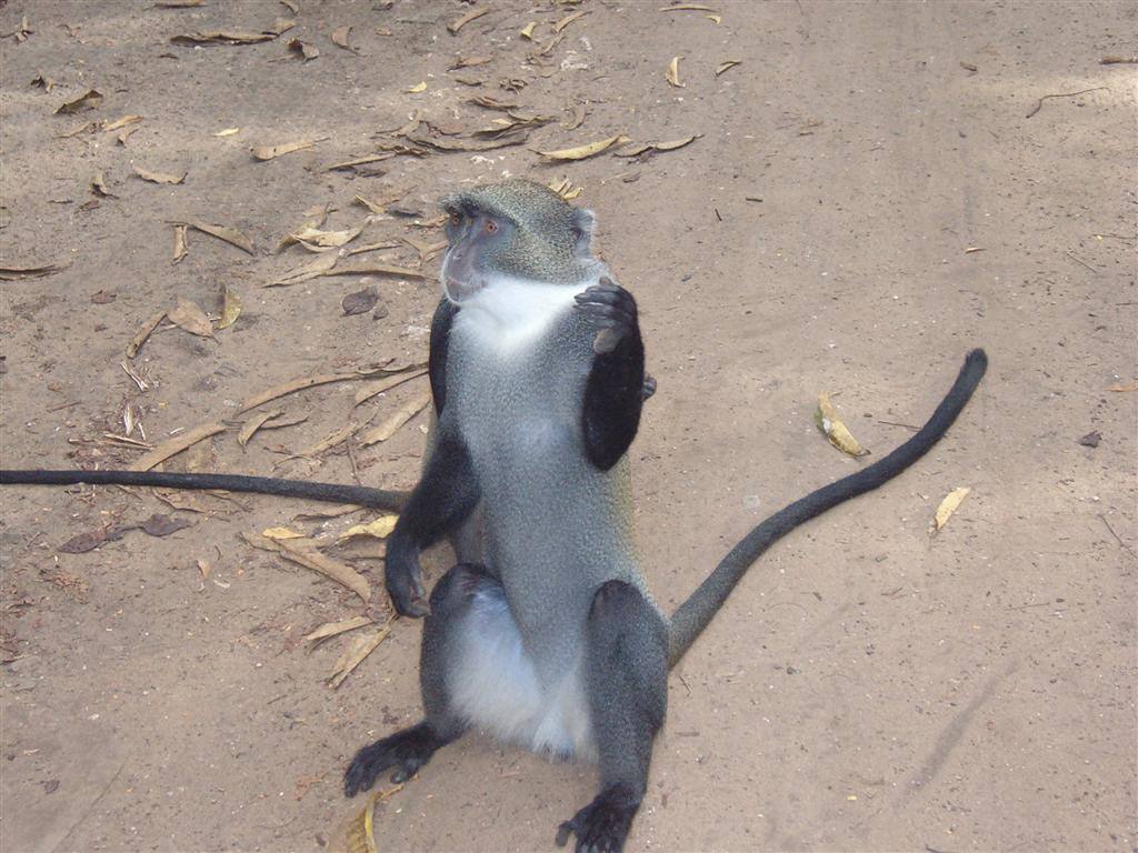 Ruins of Gede vervet monkey
