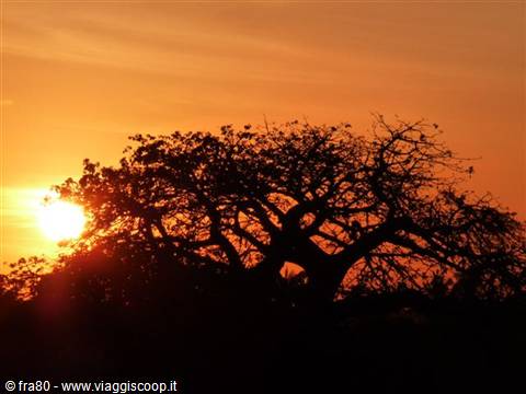 Baobab tree silhouetted against the orange setting sun