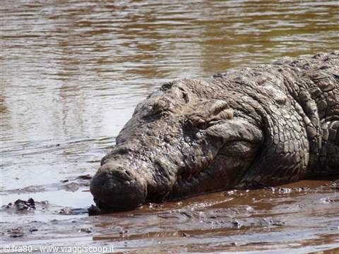 Huge crocodile resting in river mud by the water