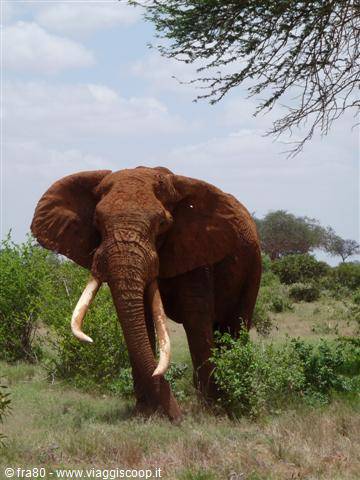 Red-dusted elephant with long tusks among green savanna bushes