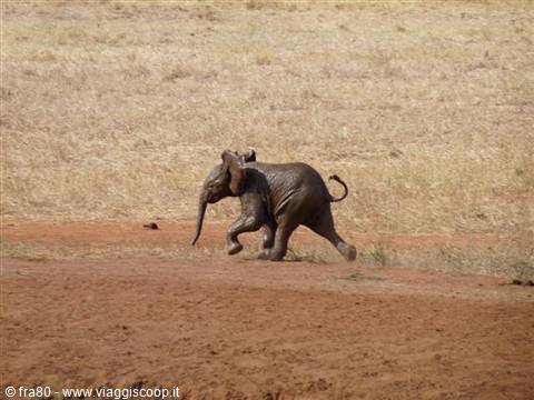 Elephant calf running across red dirt among dry savanna grass