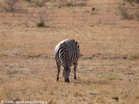 Zebra grazing dry grass in the savanna