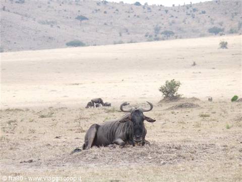 A wildebeest resting on dry savanna grass, others grazing behind