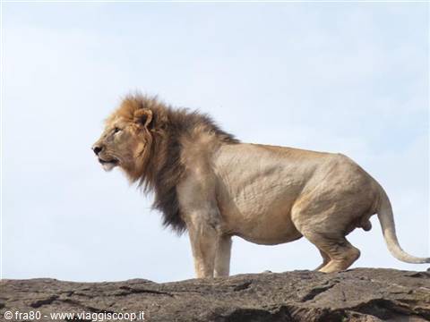 Male lion standing on dark rock against pale sky