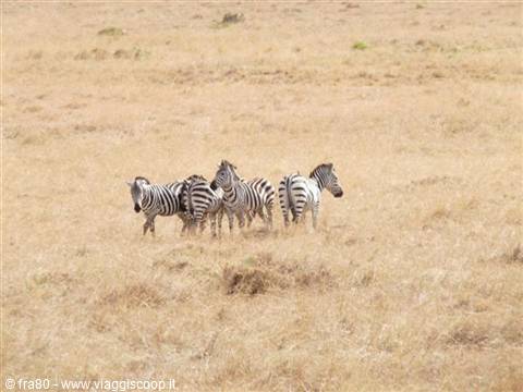 Small zebra herd walking through dry grass on the savanna