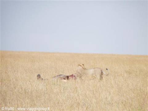 Lioness crouching beside her prey in the yellow savannah grass