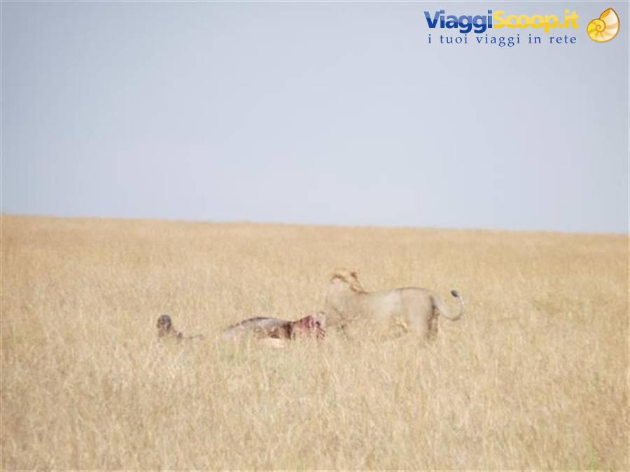 Lioness crouching beside her prey in the yellow savannah grass