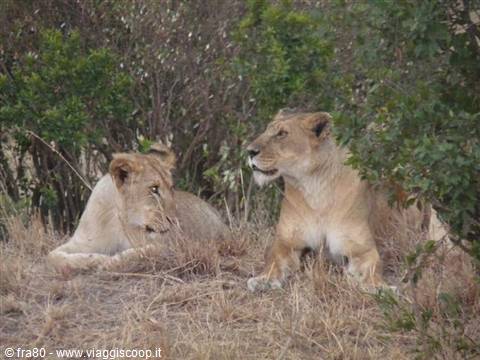 Two lionesses resting in dry grass among bushes in daylight