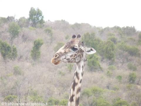Giraffe stretching its neck in front of green and dry bushes