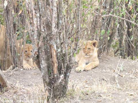 Two lion cubs resting in the shade among dry trees and bushes