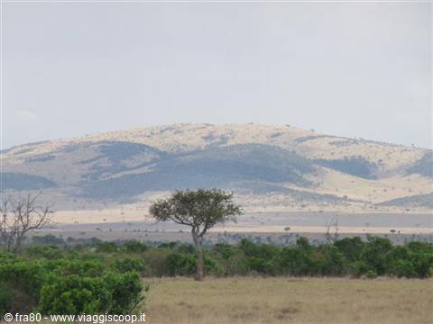 Lone acacia tree on savanna grassland before dry hills, Serengeti