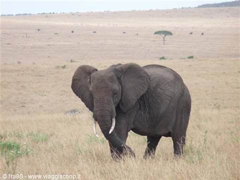 Tusked elephant walking through dry grass in the Masai Mara savanna