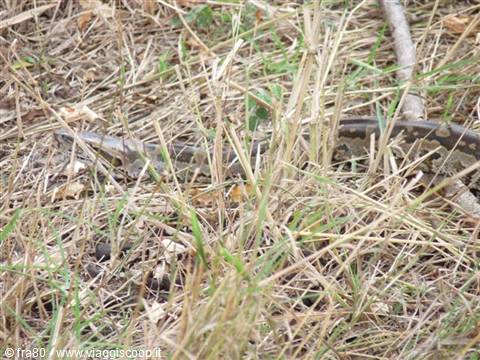 A patterned snake hides among dry grass and fallen branches