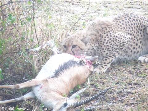 Cheetah devouring a hunted gazelle in dry savanna grass
