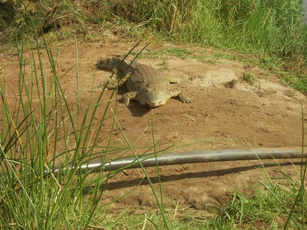 Crocodile resting motionless on red sand among tall grass and metal pipe