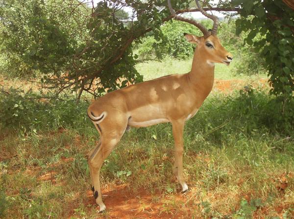 Male impala standing under green bush on red savanna soil