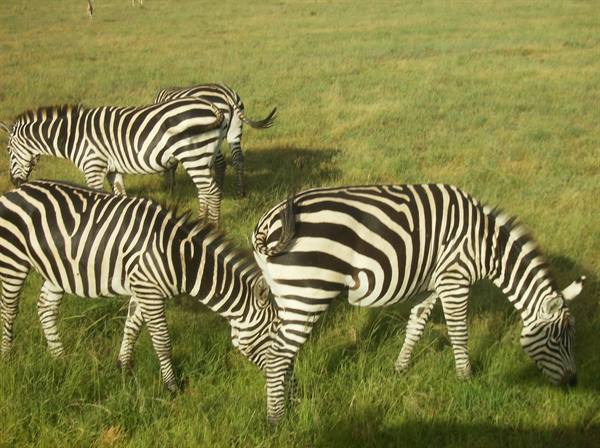 Zebras grazing on green savanna grass