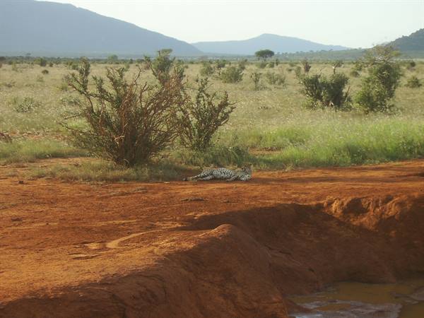 A leopard rests in a bush's shade on red savanna soil, hills in the background