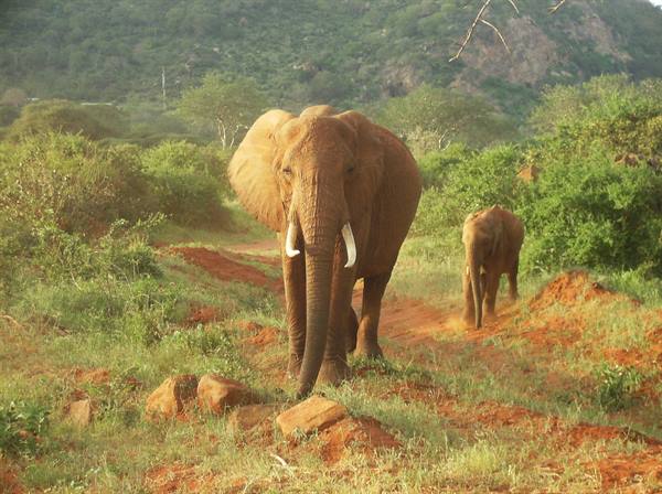 Elephant with long tusks walks on red soil, another follows behind