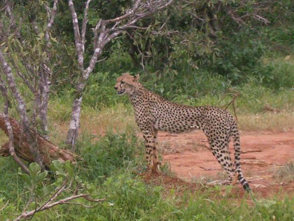 Cheetah standing on red soil among green trees and grass
