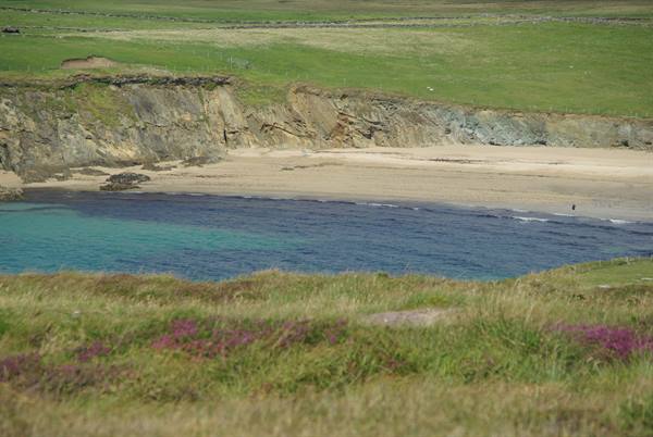 Sandy beach between grassy cliffs, turquoise water, flowering heather in foreground