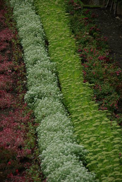 White, green and red flowers arranged in stripes in a garden