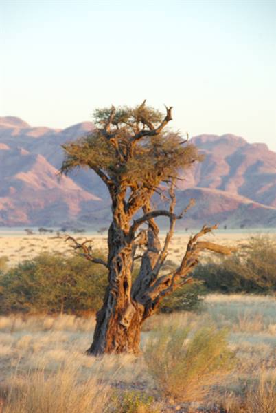Namib Desert