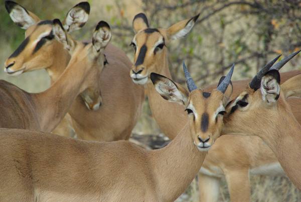 impala