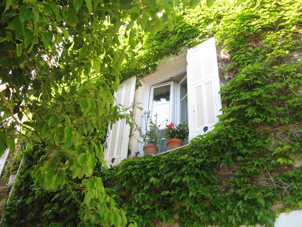 White-shuttered window with flower pots among ivy