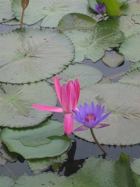 Pink and purple water lilies among floating leaves on dark water