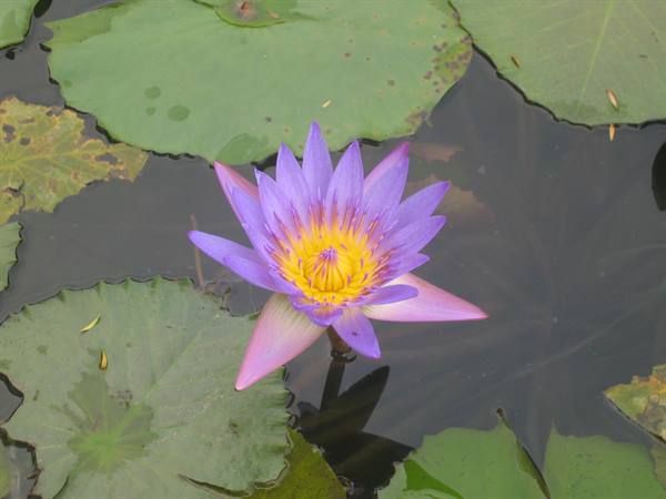Purple water lily with yellow center floating among green lily pads