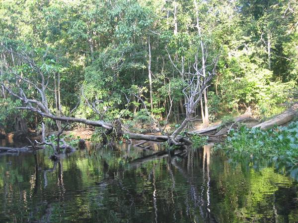 Dead fallen tree in dark water, dense tropical forest reflected on the surface