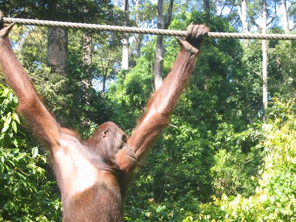 Orangutan gripping a rope with both arms in the forest