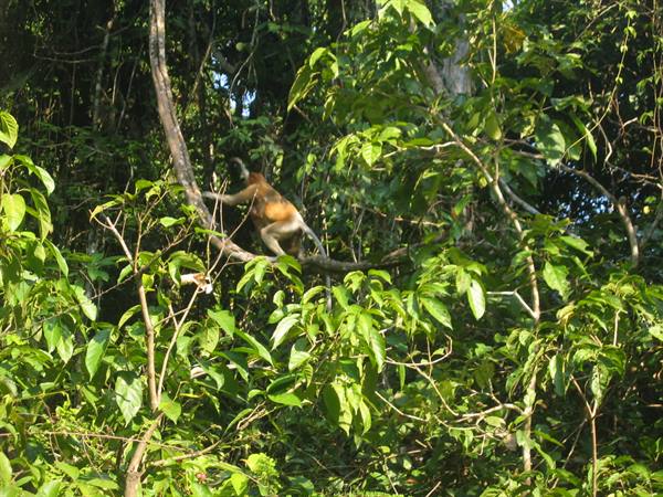 Coati climbing on a branch among dense green tropical forest foliage