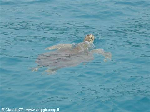 Sea turtle swimming in turquoise water, head above the surface