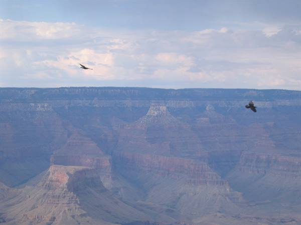 Two birds soaring above the red rock cliffs of the Grand Canyon