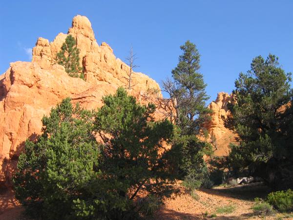 Orange rock formations among green pines under blue sky, Red Canyon