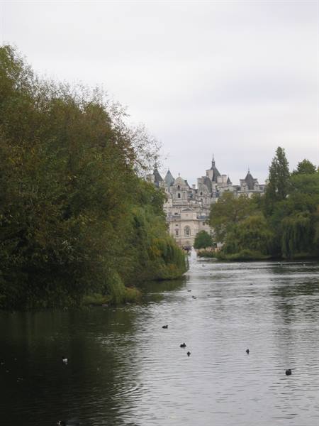 Ducks on the lake in St James's Park among autumn trees and buildings