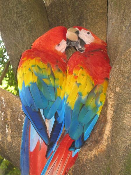 Two scarlet macaws beak-caressing each other on a tree trunk