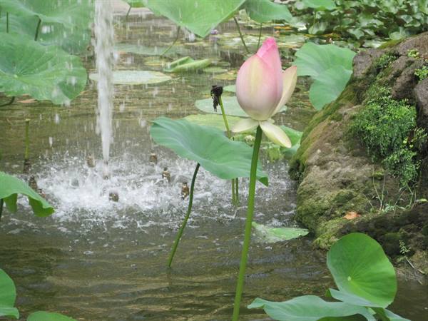 Pink lotus flower beside a fountain in a pond with green leaves