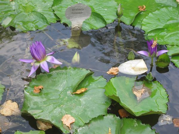 Purple water lilies and green leaves float on a pond with metal sign