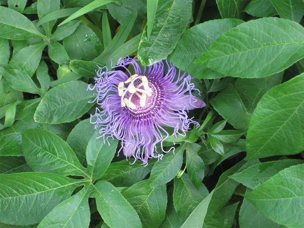 Purple passionflower among green leaves, natural light