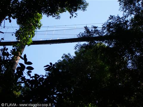Taman Negara canopy walkway