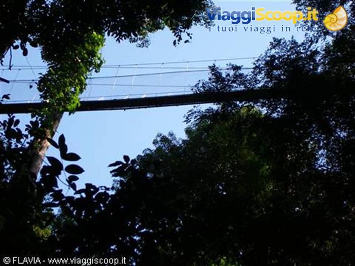 Taman Negara canopy walkway